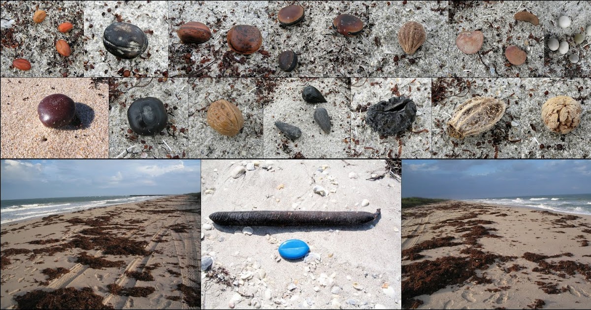 Sea Beans of Melbourne, Florida Sea Beans of Melbourne Florida