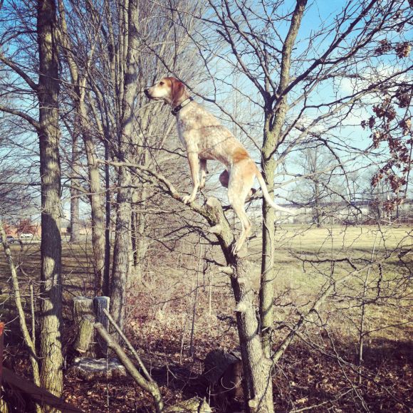 theron humphrey fotografia cachorro em cima de coisas se equilibrando maddie dog on things