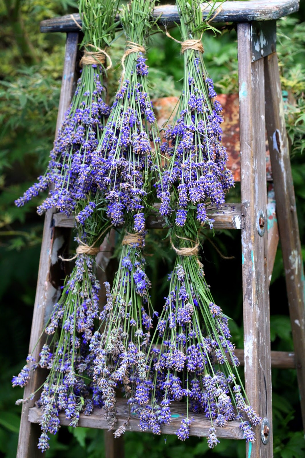 So Canadian Eh? Stephanie from Garden Therapy markova