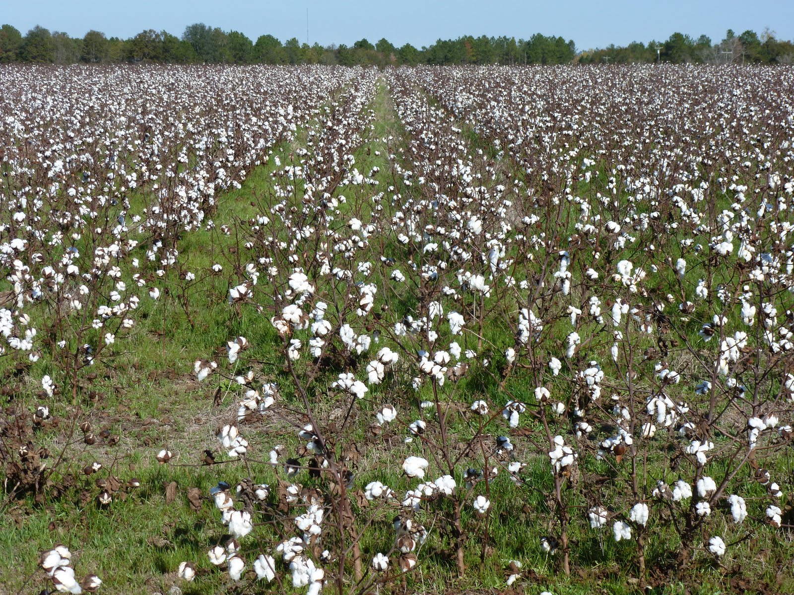 Rabbit's Moon studio In the Land of Cotton/South USA