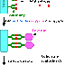 Metode ELISA ( Enzyme Linked Immune Sorbent Assay ) thumbnail