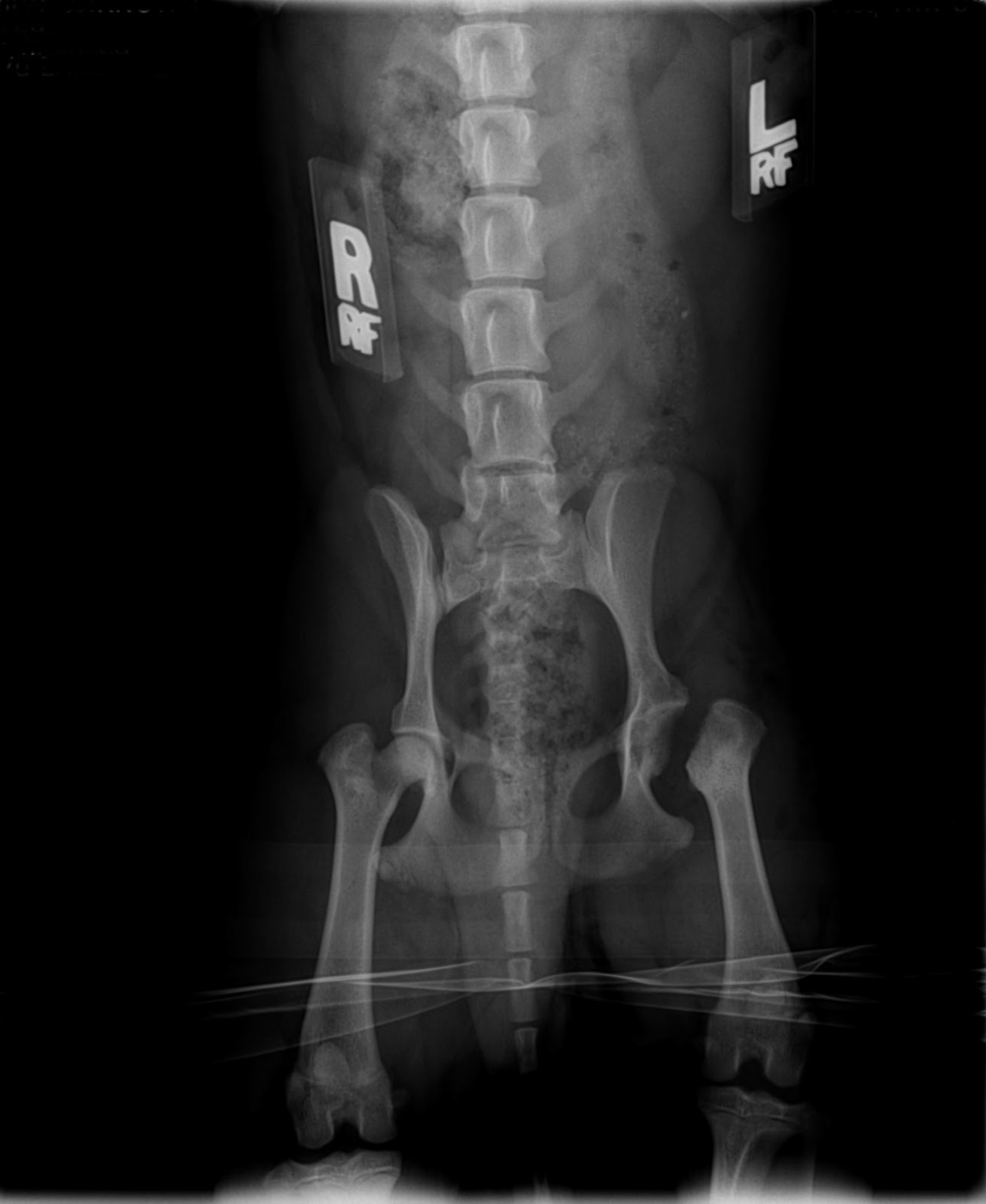 fho surgery with seppel femoral ostectomy fho fho surgery with seppel femoral ostectomy fho