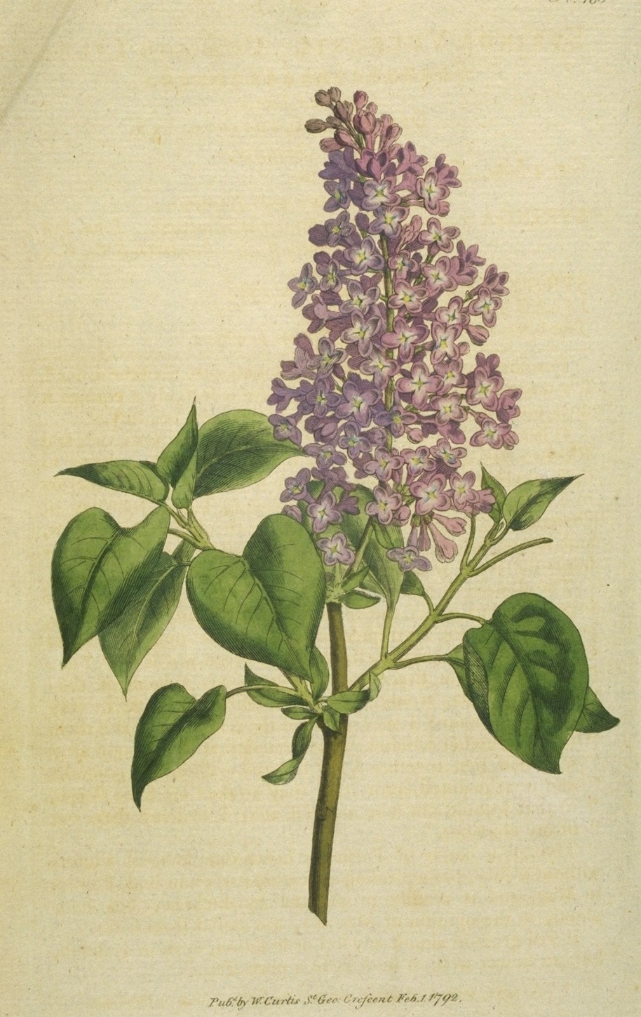 the castle bromwich hall gardens blog plant of the month the castle bromwich hall gardens blog plant of the month