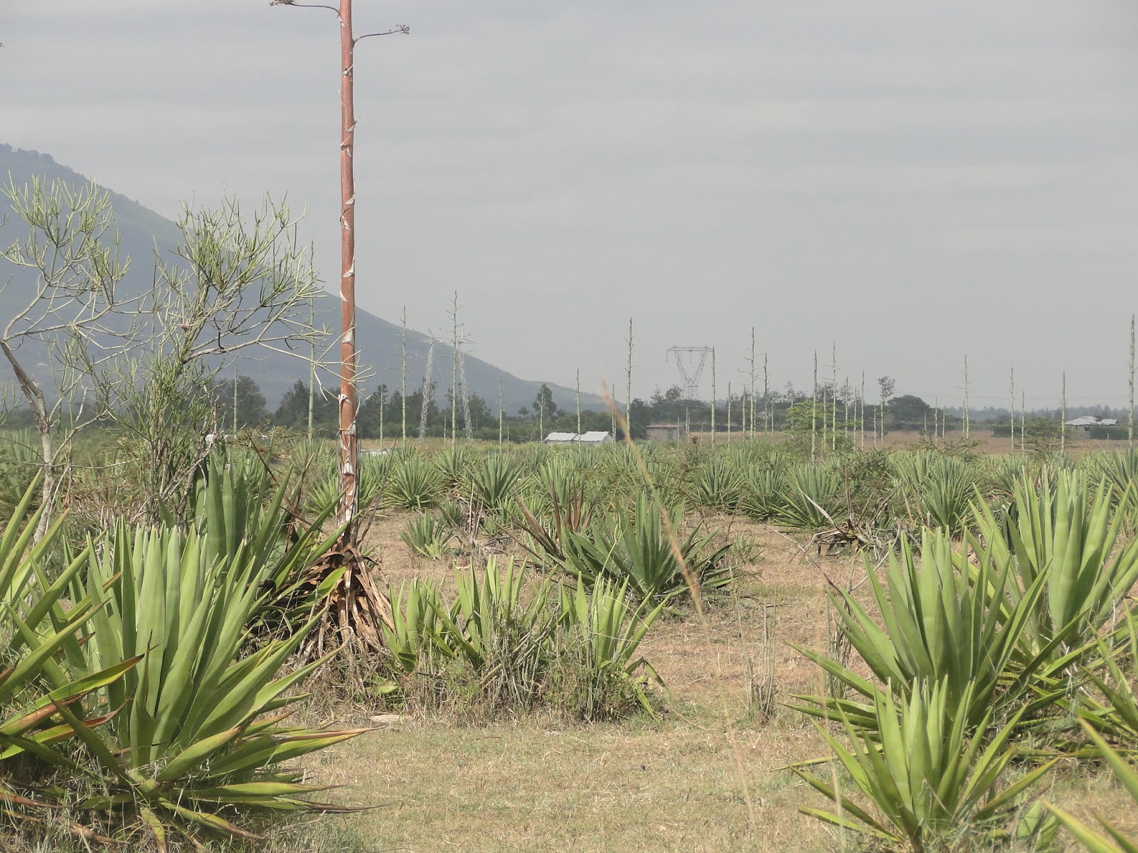 Denko Properties Land/Plots for sale (Juja Farm)