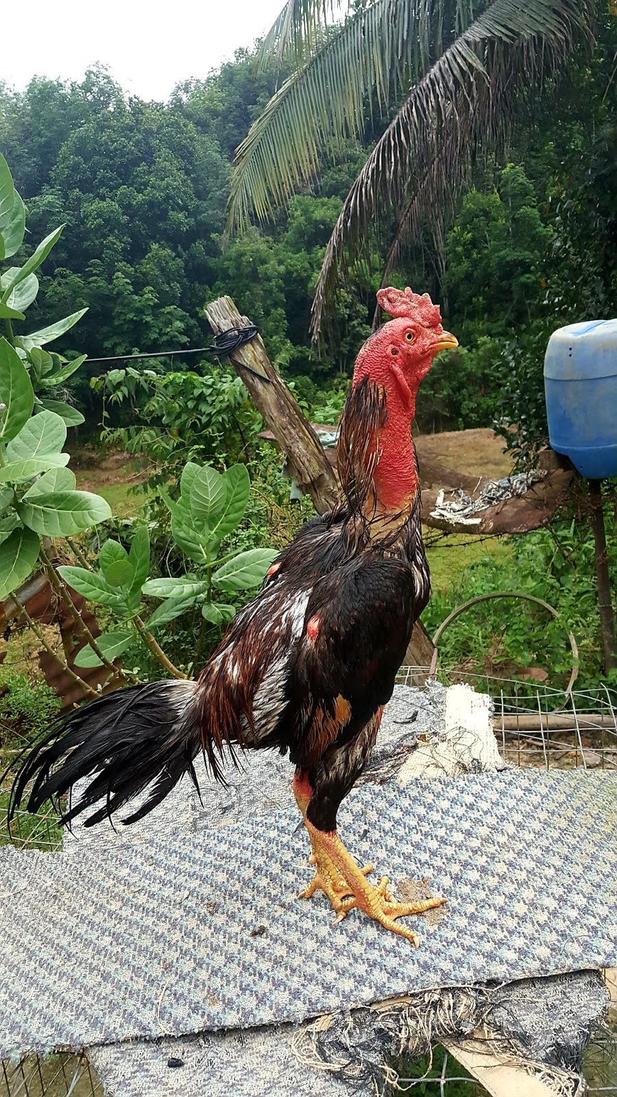 ayam sabung sabah