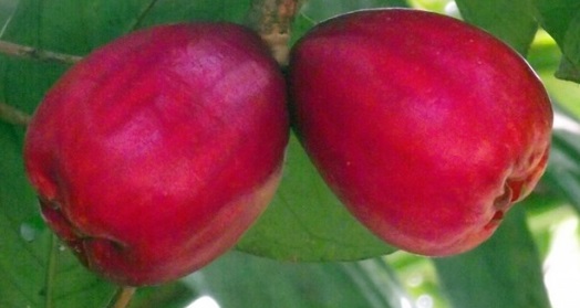 la puma rosa fruta la puma rosa fruta