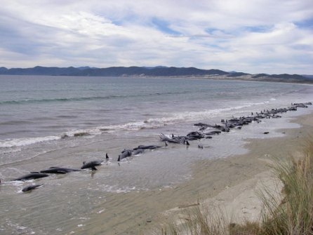Turistas encontram 107 baleias-piloto encalhadas na Nova Zelândia