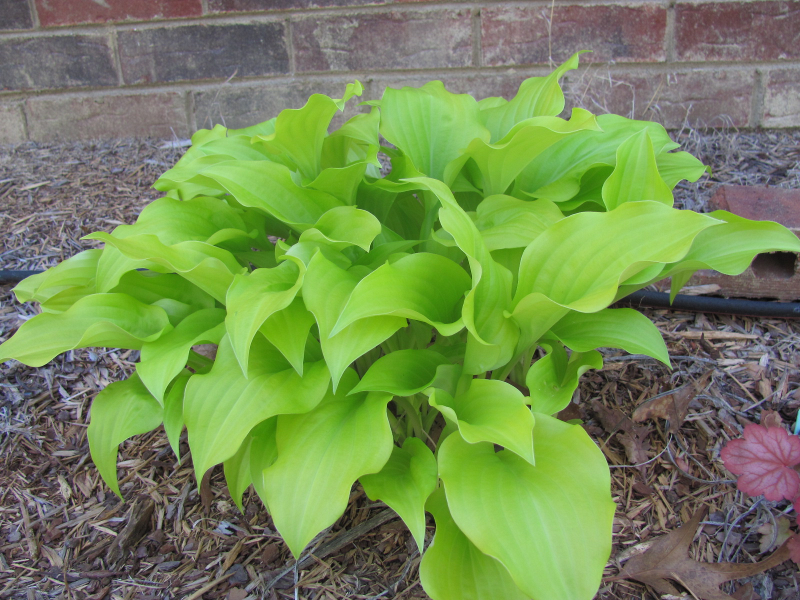 bedesisters The Hostas Survived! (and I went to Lowe�s