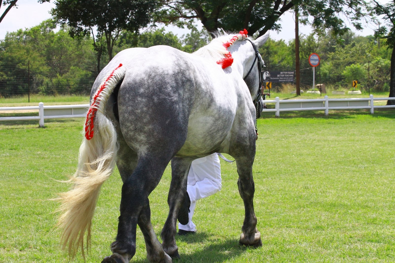 Summerwind Percheron Mares & Geldings National Championship Show