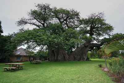 Sunland Baobab - Kỳ lạ quán bar ở trong hốc cây, baobab khong lo, bar ruou trong hoc cay, baobab nam phi, dia diem doc dao, dia chi am thuc, dia diem an uong, quan bar dep, diemanuong365, dau365, blog am thuc, blog an uong
