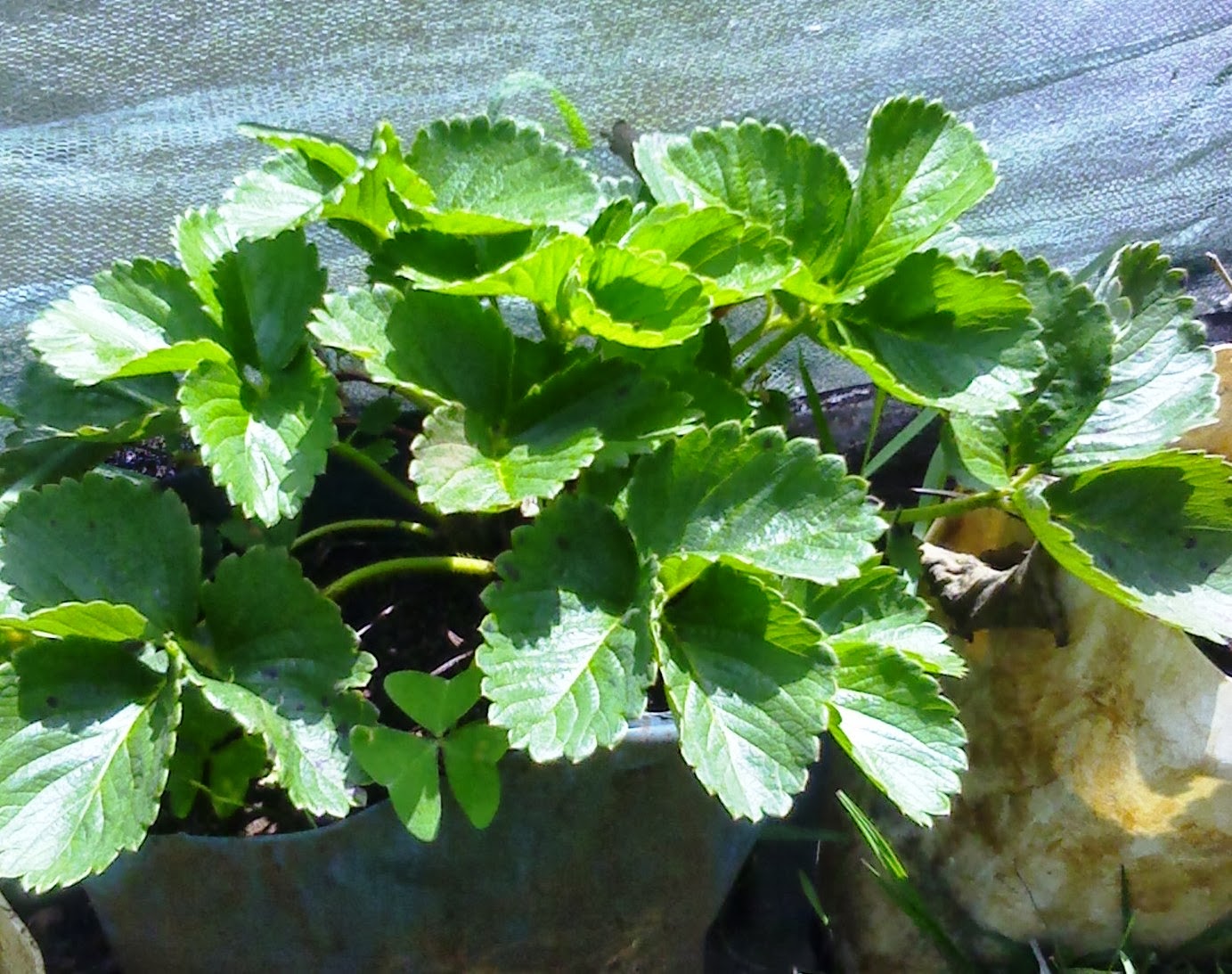 Strawberry farming business plan in kenya image
