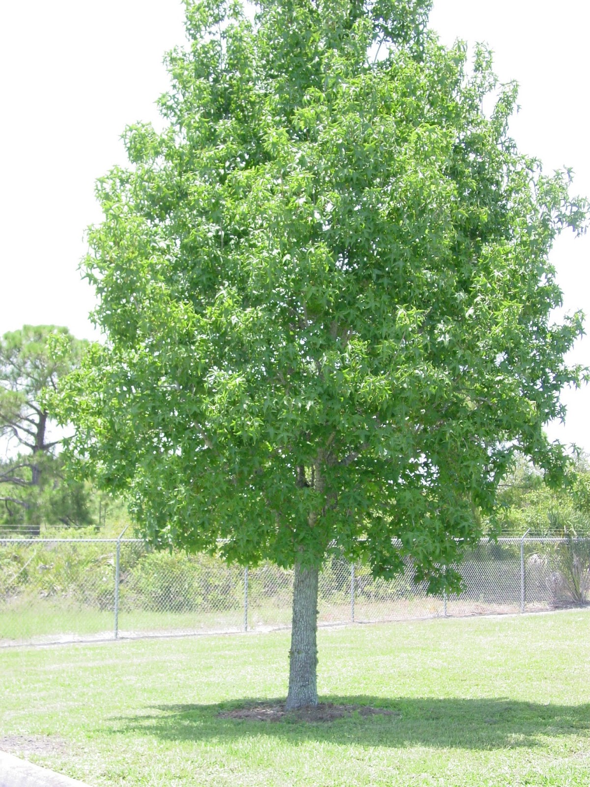 University of Florida/IFAS Charlotte County Extension Sweetgum as a