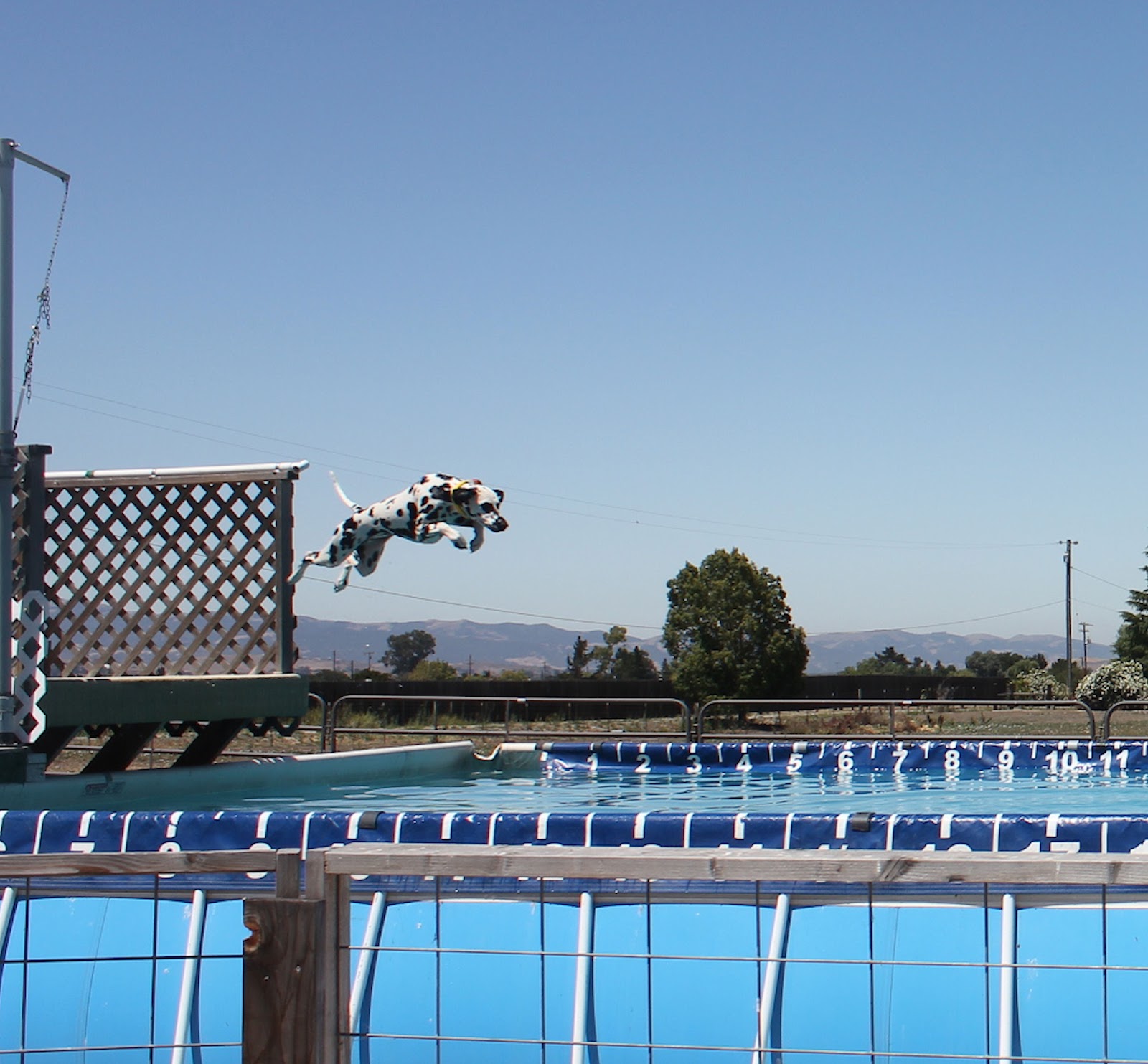 Montague Dalmatians Dock diving! Who knew?