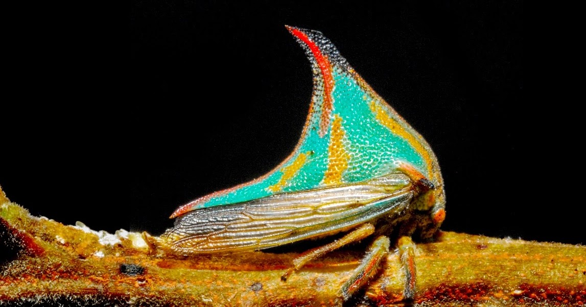 The most significant and unique creature THE UMBONIA SPINOSA