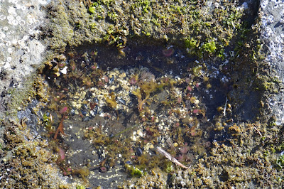 Hornby Island