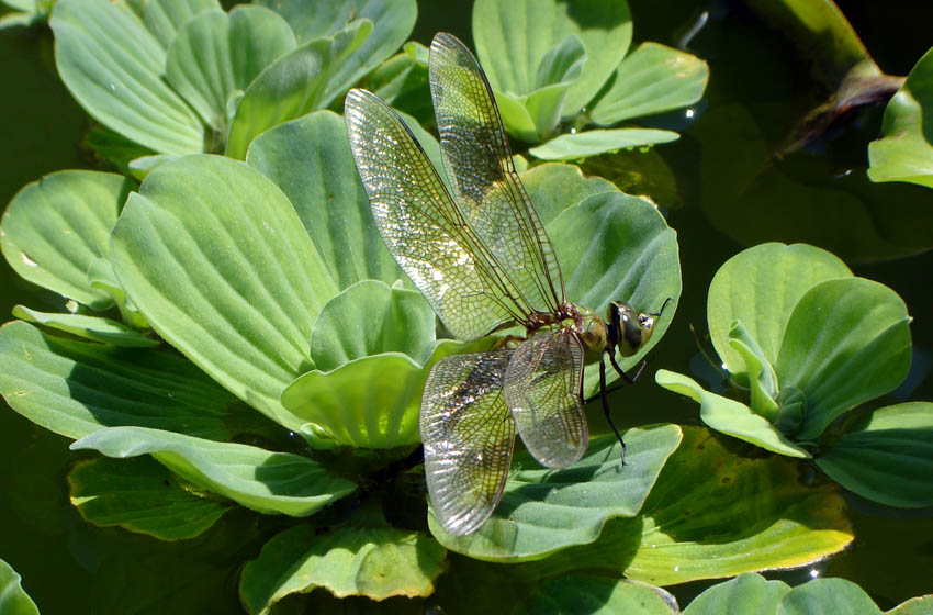 Aquascape Your Landscape Dragonflies The Devil's Darning Needle