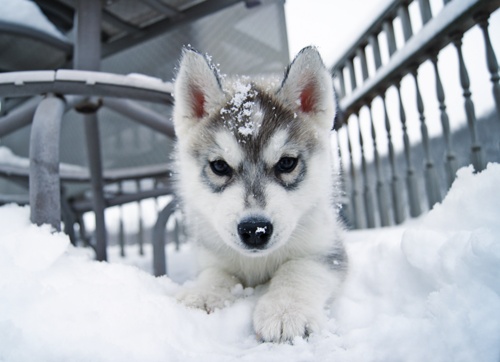 Beautiful Dog Beautiful Dog