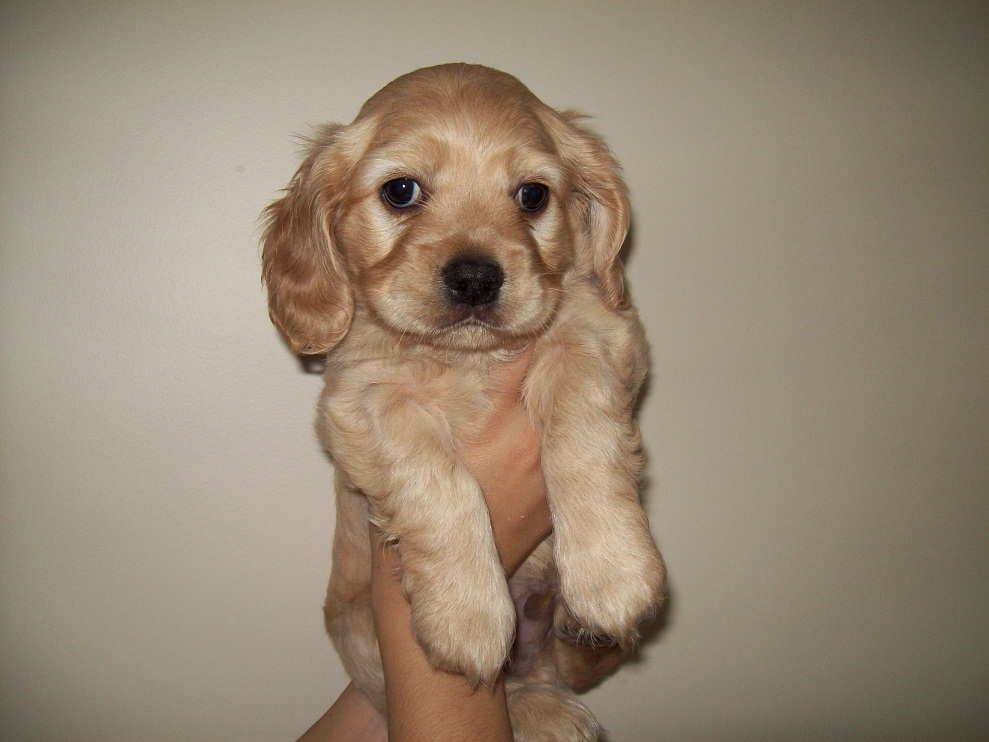 kedi kopek ilan AMERİKAN COCKER YAVRULARIMIZ SİZE ÖZEL FIRSATLARLA BURDA…