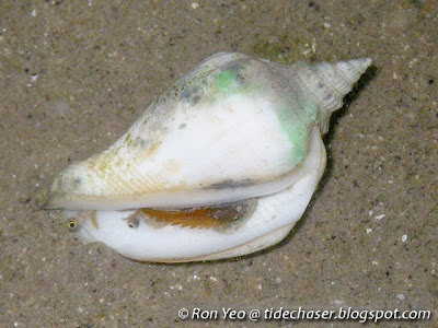 Marginate Conch (Margistrombus marginatus) Marginate Conch (Margistrombus marginatus)