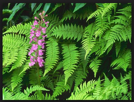 Sejarah Biologi: Perngertian Tumbuhan Kormophyta dan Ciri Cirinya