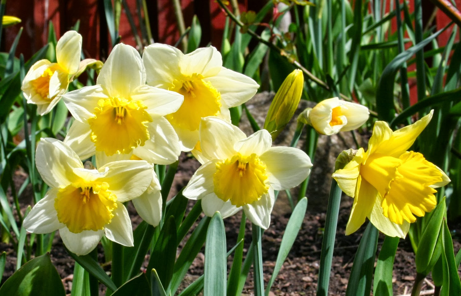 Scottish Artist and his Garden PLANT SPRING FLOWERING BULBS NOW
