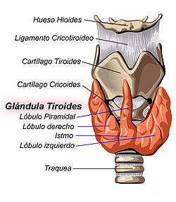 Cancer Tiroides