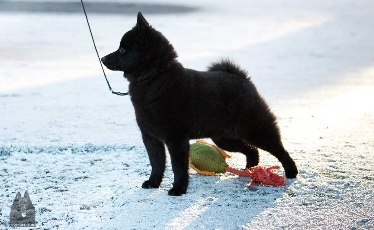 Winterra Oris "Maatuska"