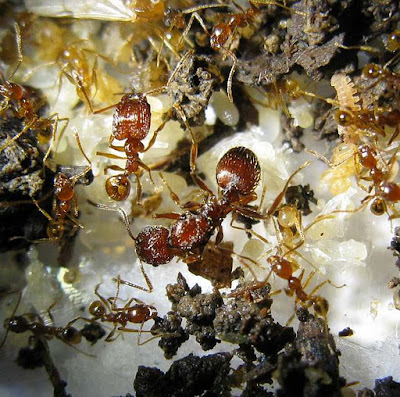 Nest of Pheidole sp showing major and minor workers, and the queen
