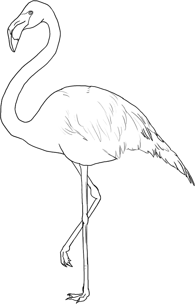 Cute Flamingo Coloring Page Coloring Pages