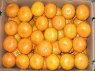 Mandarin oranges more expensive this year Mandarin oranges more expensive this year