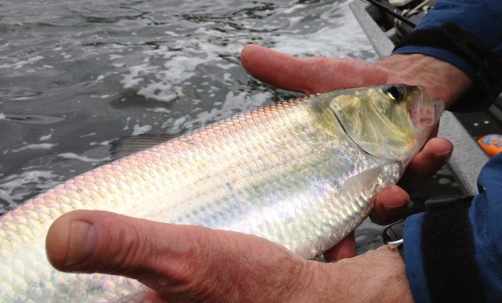 Fly Fishing For Shad Portland Oregon Water Time Outfitters