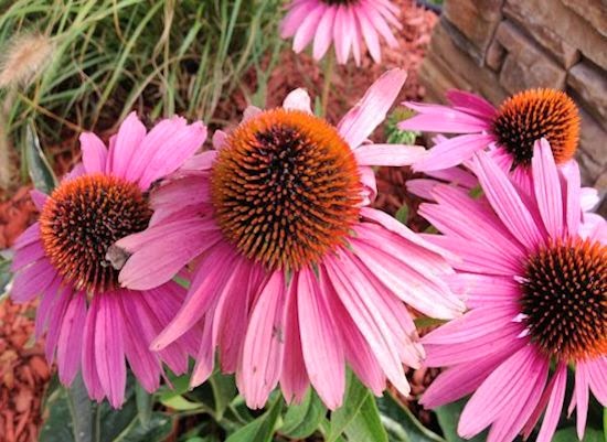 purple coneflower magnus purple coneflower magnus