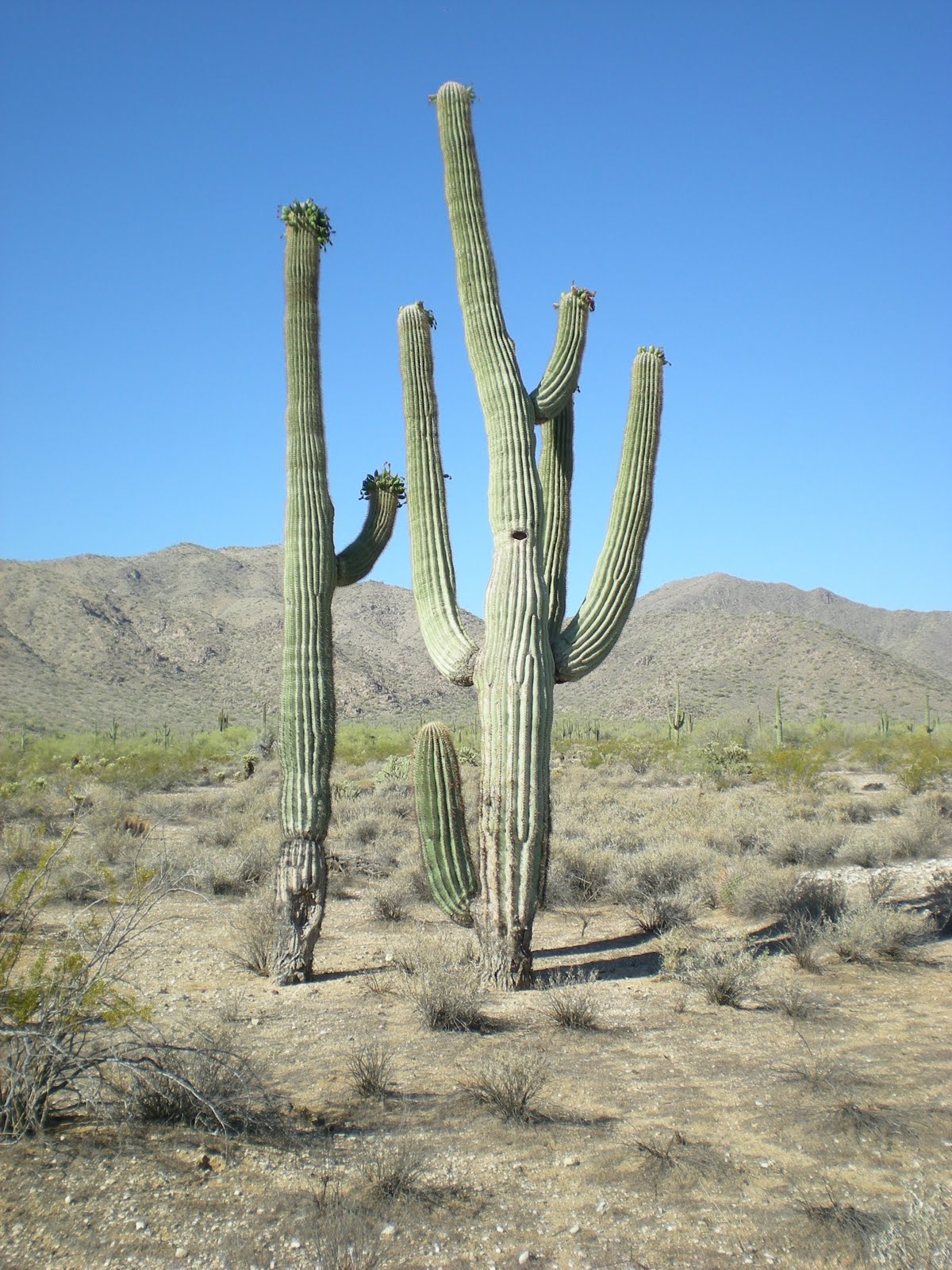 Practical Biology science for everyone Life of a Cactus Part 3 Rain