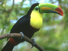 diversidad en aves de distintos colores y ambientes