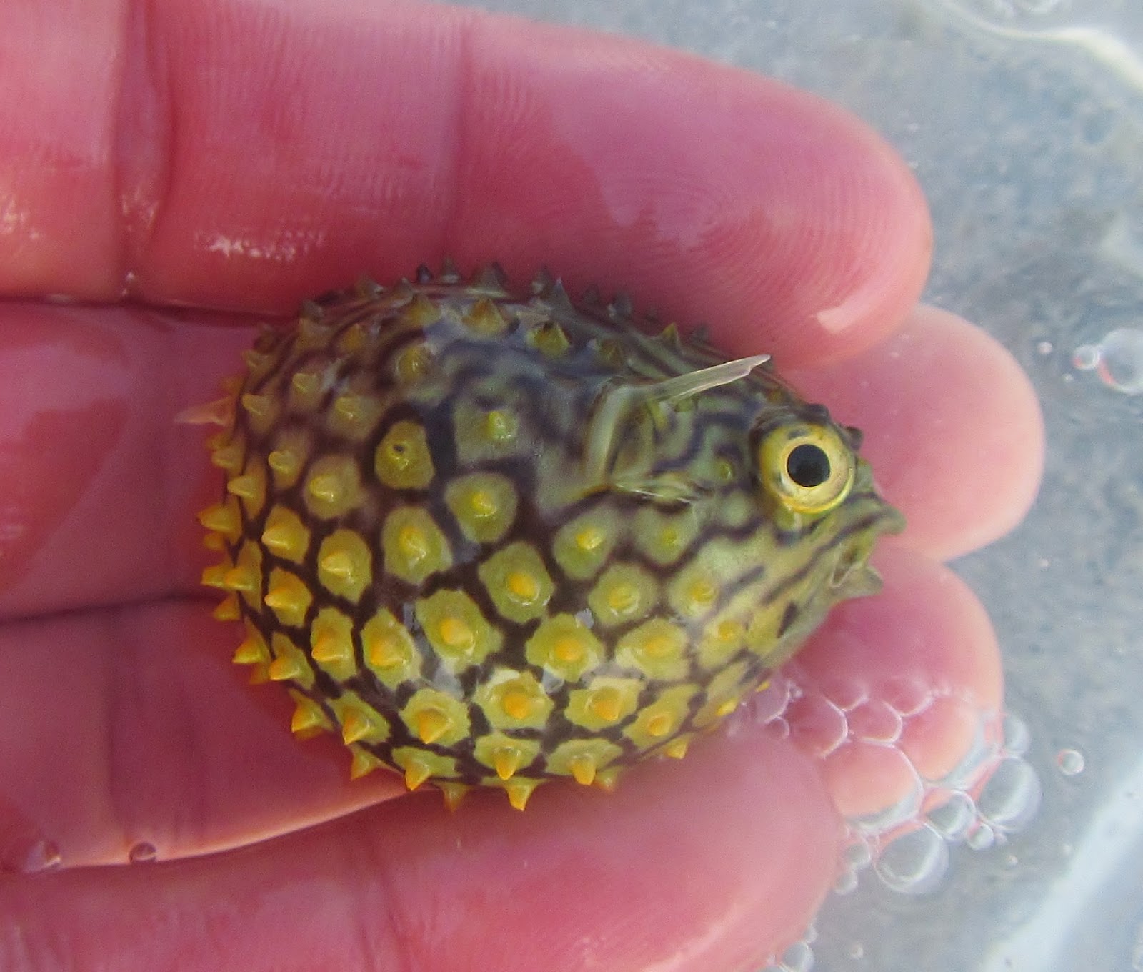 Nature on the Edge of New York City: Baby Burrfish Swims in New York Harbor