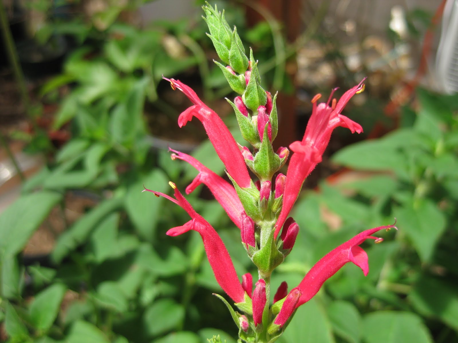 Edible Tropicals Pineapple Sage