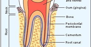 Health Care: Human Teeth Anatomy Pics