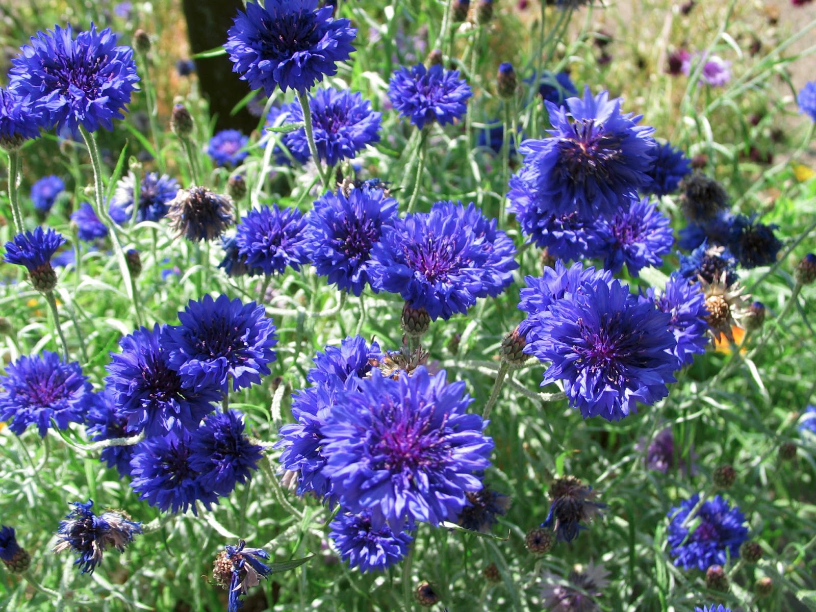 Cornflower Royal Blue Centáurea Azul