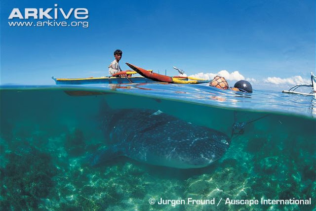 Amazing-Whales Amazing-Whales