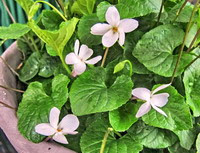 Viola odorata