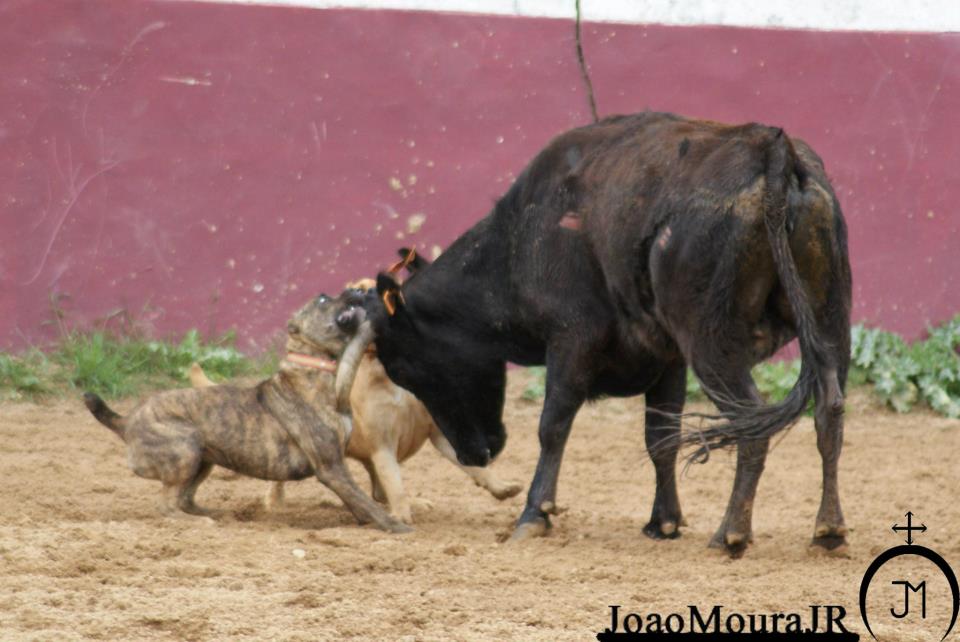 Pelos Touros Vivos Toureiro João Moura Jr adepto do “BullBaiting”