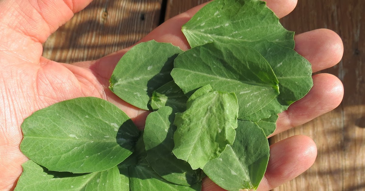 Our Tomato and Vegetable Gardens Get Ready for Planting Peas in Late