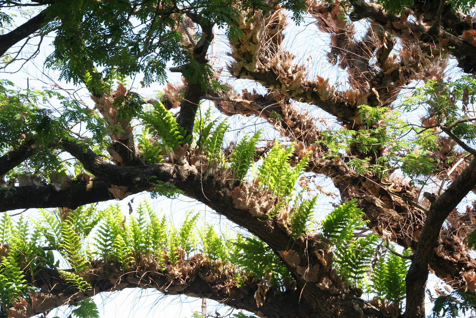 Living with Nature - School on Blog by Dr. Abercio V. Rotor: Acacia and  Drynaria - More than Commensalism