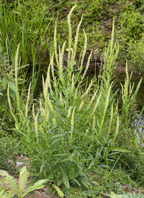 Weld, Reseda luteola. Leybourne Lakes, 12 July 2015 Weld, Reseda luteola. Leybourne Lakes, 12 July 2015