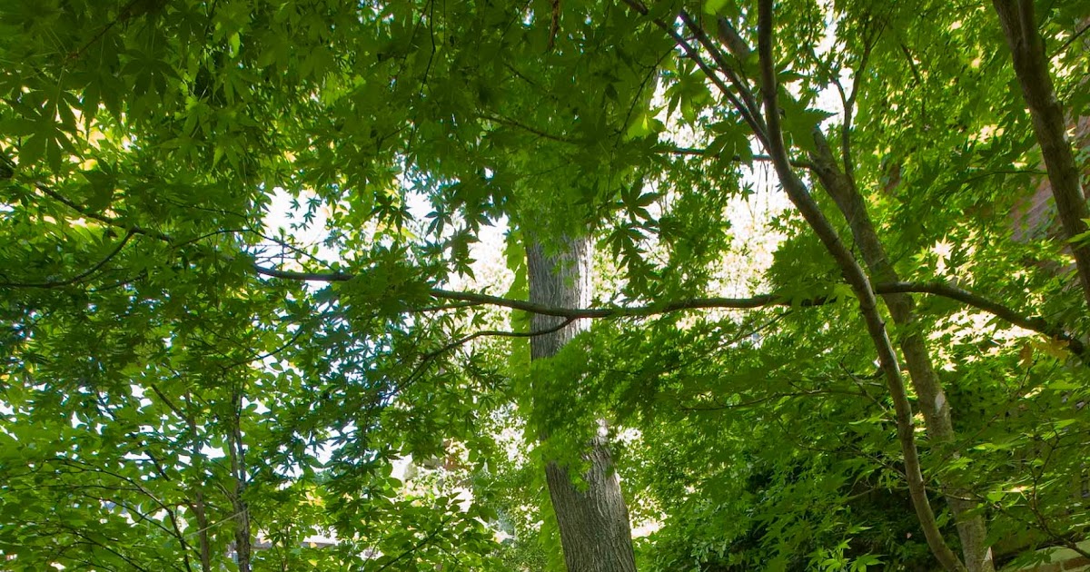 The Beantown Bloggery: 82nd Annual Beacon Hill Garden Tour - 5/19