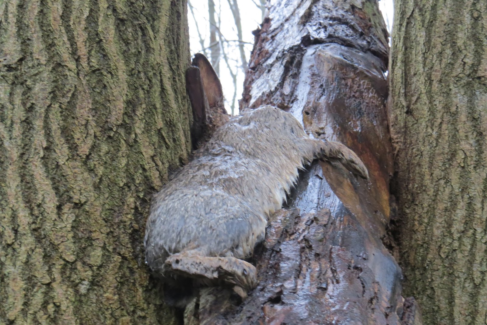 Appleton Wildlife Diary Puzzle of a rabbit up a tree