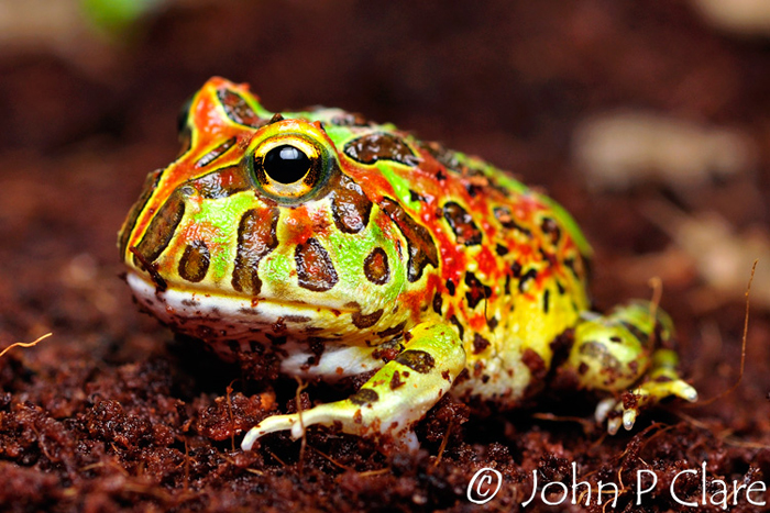 male pacman frog