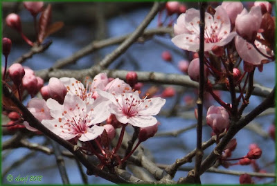 Prunus fiorito