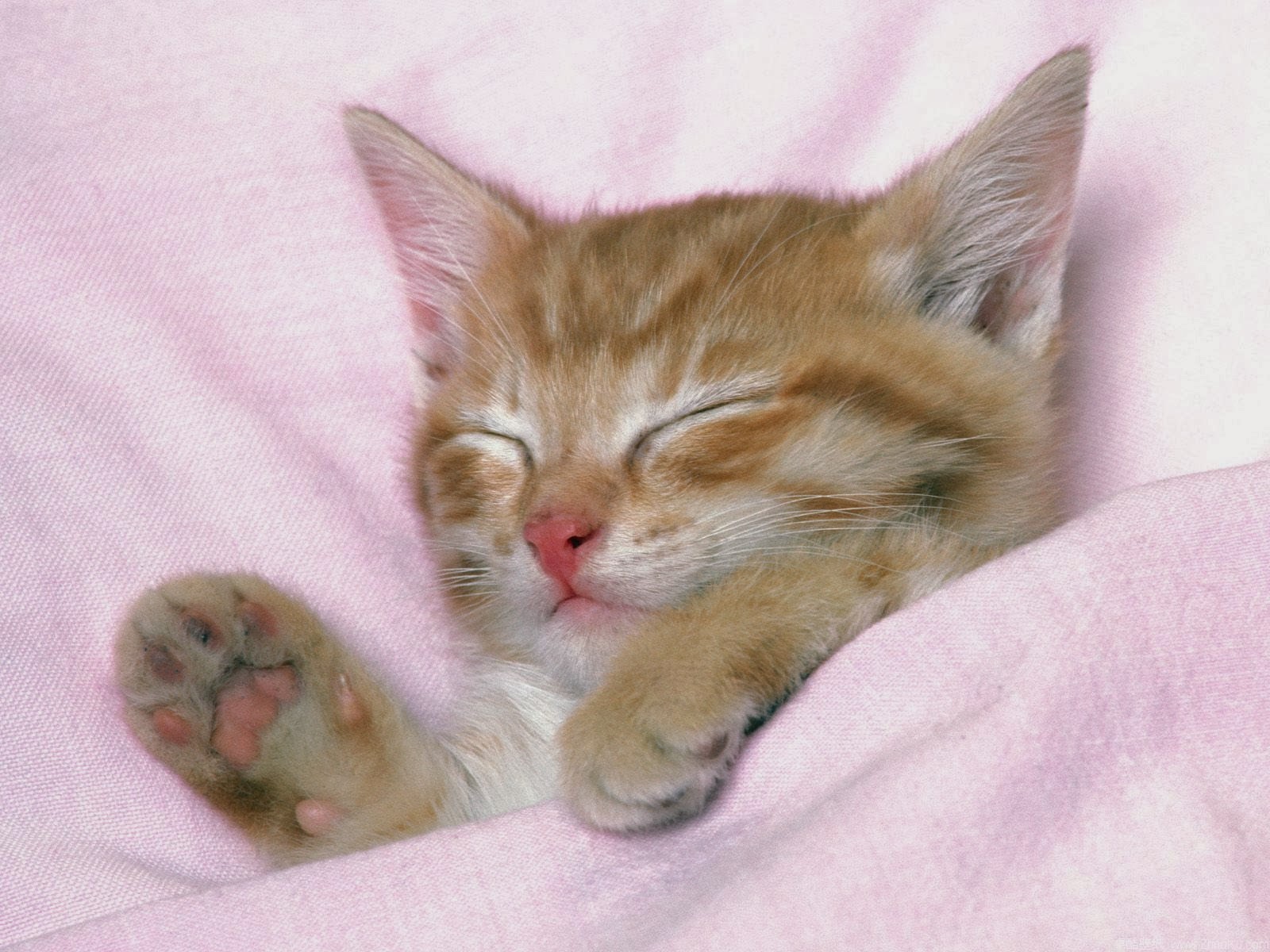 Sleeping cat wallpaper cute on pc beautiful desktop wallpapers 2014
