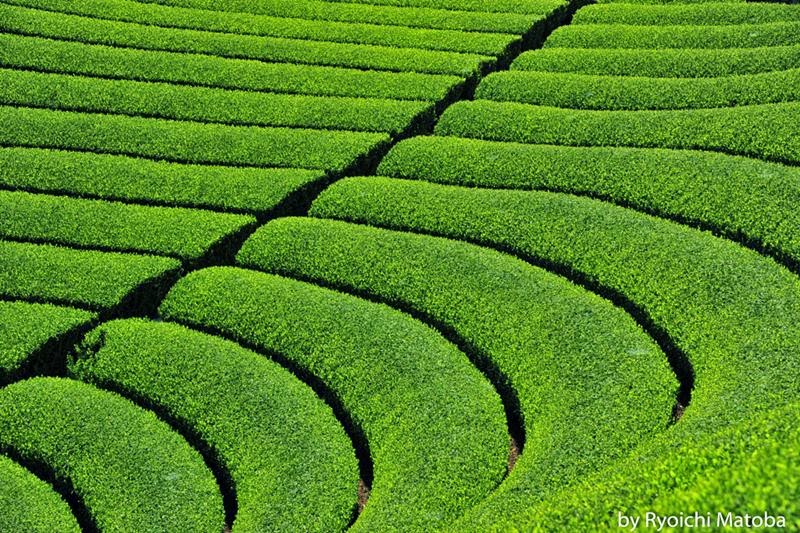 Ritebook Wazuka Green Tea Farms, Japan